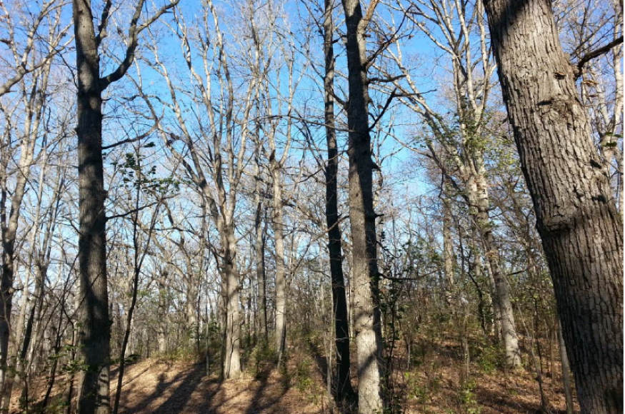 A mixed oak stand at Sunfish Lake Park. 