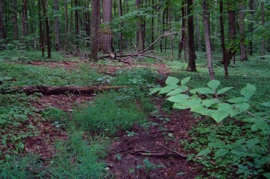 Working woods understory and trees 