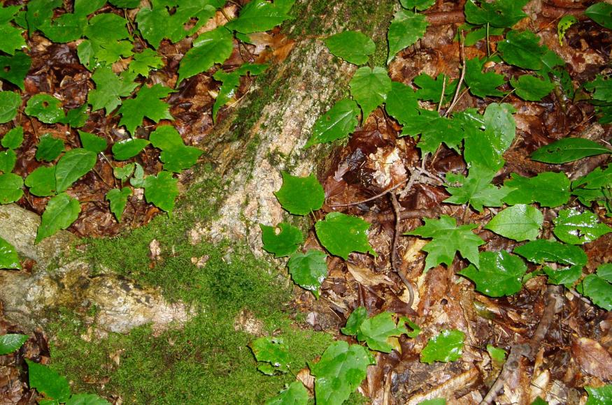 Understory at vegetation
