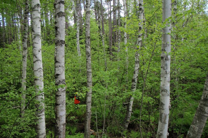 A healthy paper birch stand in the North Shore project area. 