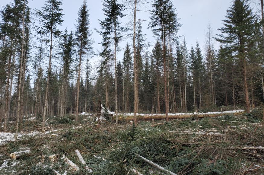 Patch clearcut with reserves