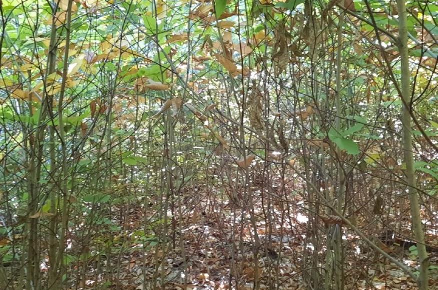 An understory of coppice beech regeneration, which will be mechanically disrupted in the spring of 2024.  This will be followed by a planting of black birch seed, white and chestnut oak saplings, supplanted by the white pine and red oak seed crop of 2023.