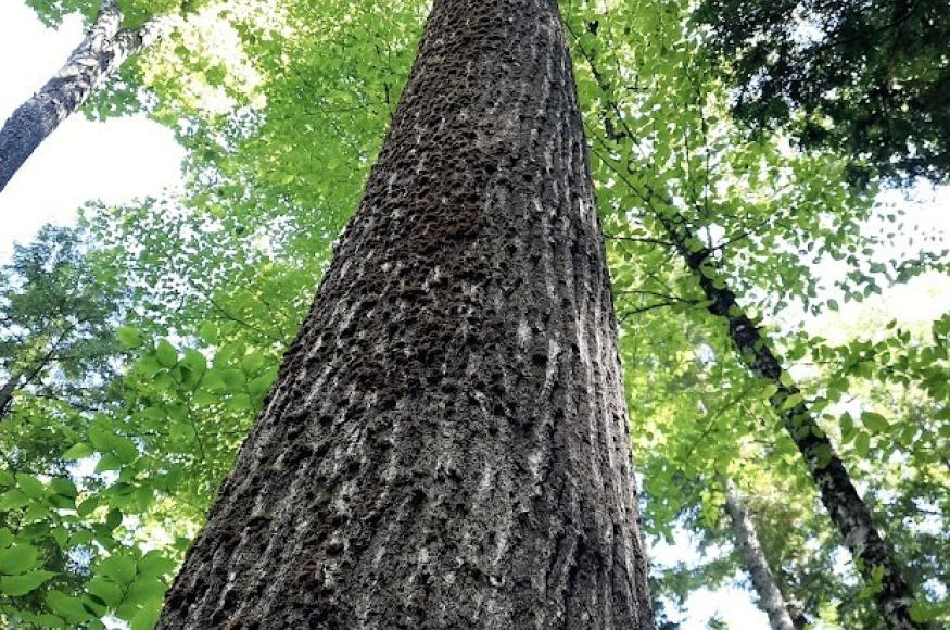 Red oak growing on a good site on the Upper White Lot Brook tract.  Red oak is a target species on these properties due to their ability to adapt to our changing climate, along with the fact that there are excellent site indexes for red oak on the property.