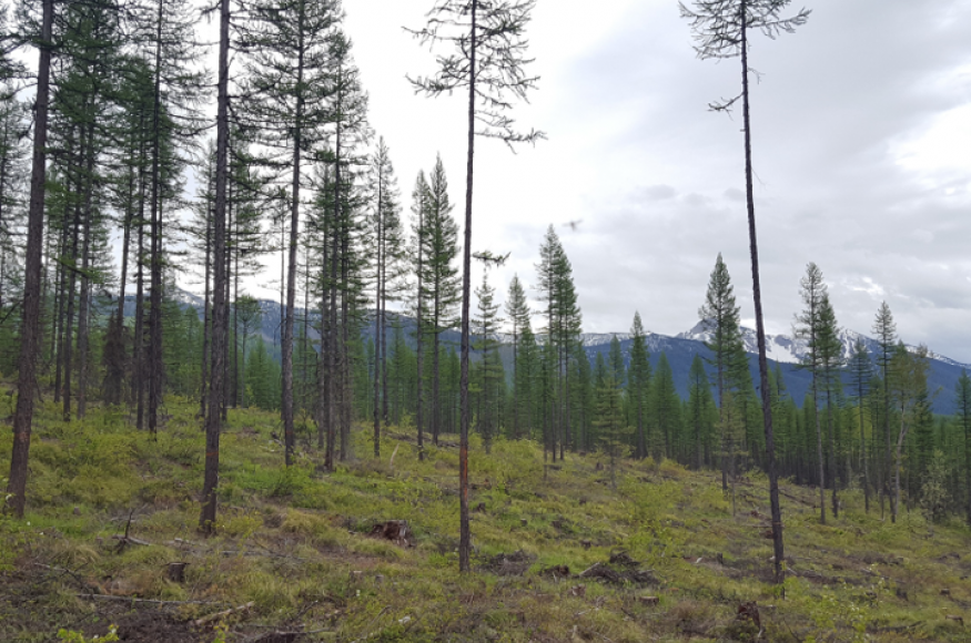 Flathead National Forest ASCC site. Photo Credit: Justin Crotteau, USDA Forest Service Rocky Mountain Research Station.
