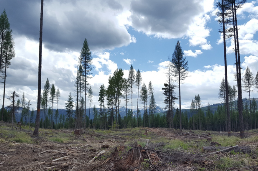 Flathead National Forest clearing. Photo Credit: Justin Crotteau, USDA Forest Service Rocky Mountain Research Station.