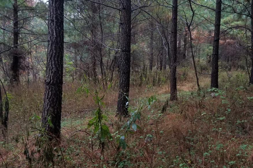 Pine Plantation