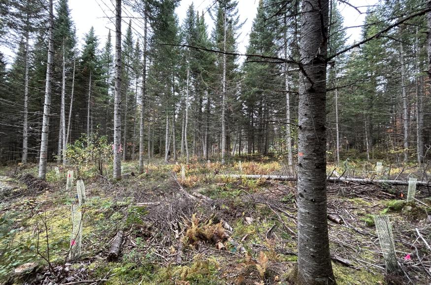 Variable density thinning with planted seedlings