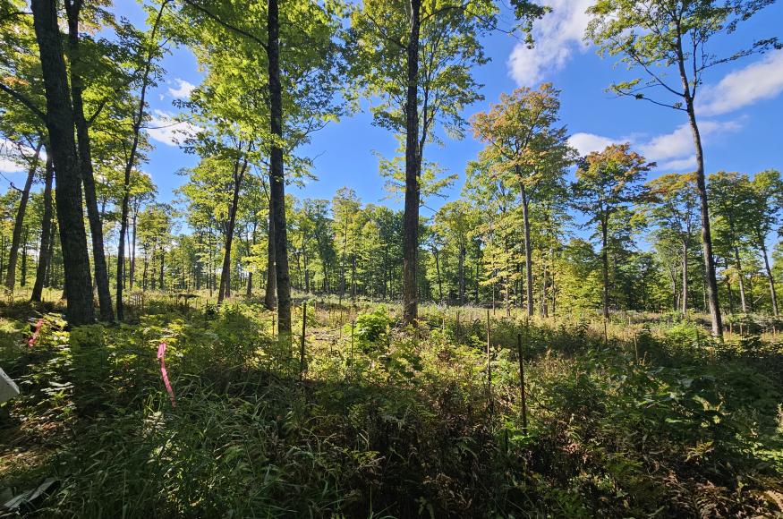 An example of a planting area, transition treatment