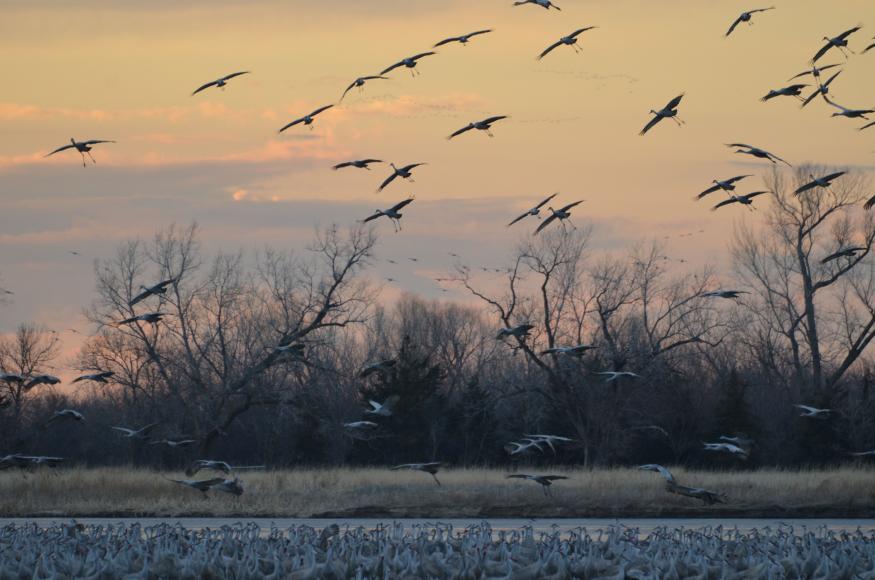 Cranes on the Central Platte River. Photo: Andy Caven, Crane Trust. 