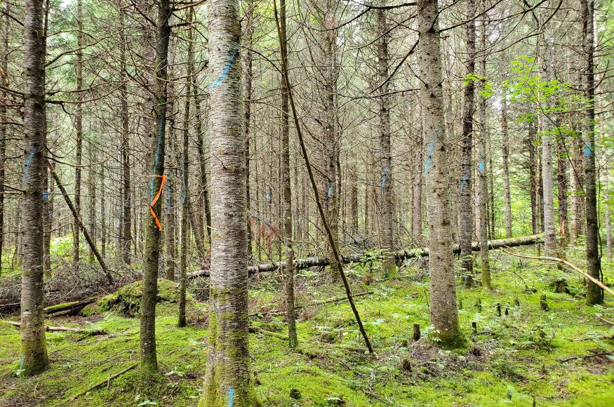 Marked stand pre-harvest