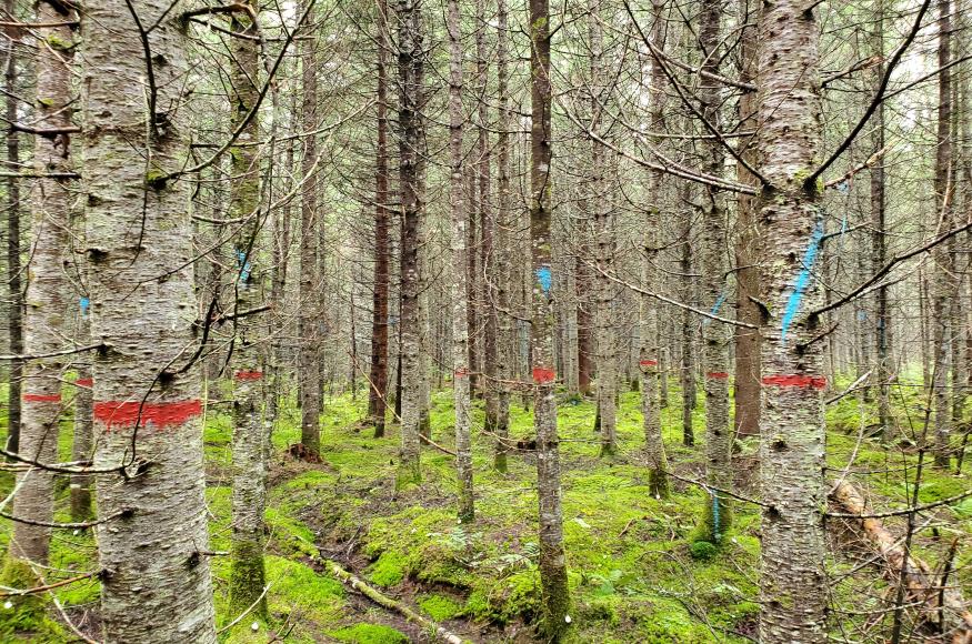 Marked spruce-fir stand pre-harvest