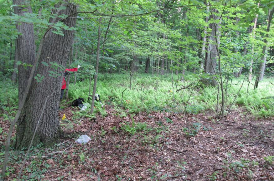 Open forest with one person in the background collecting data 