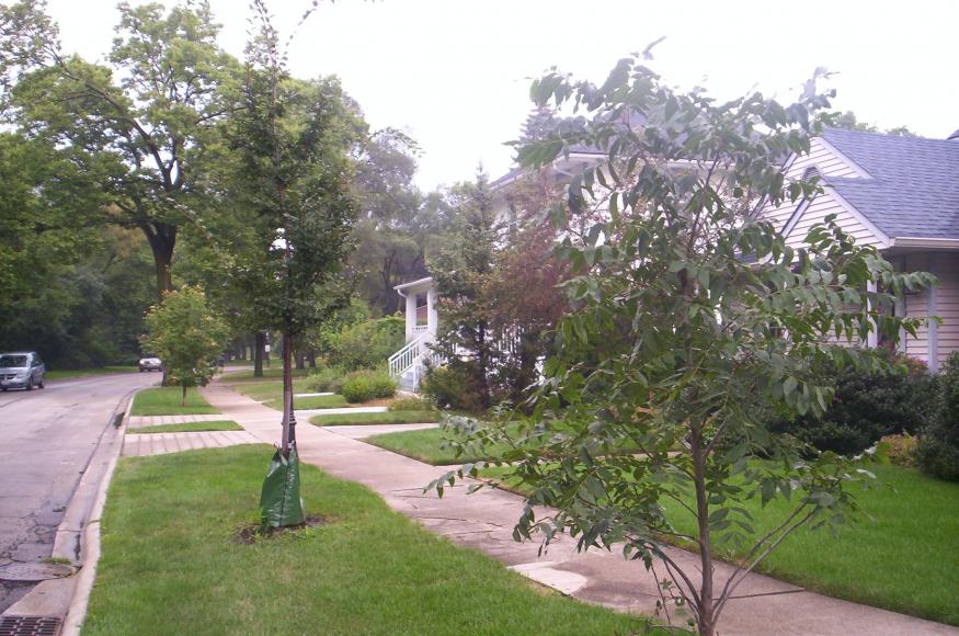 newly planted buckeye, accolade elm, and pecan along streets