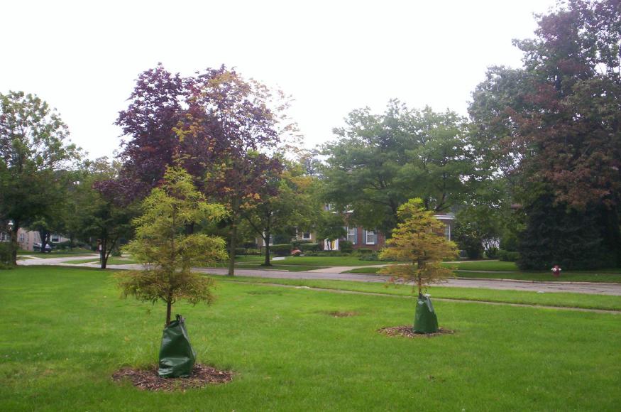 newly planted bald cypress trees with watering bags in a field