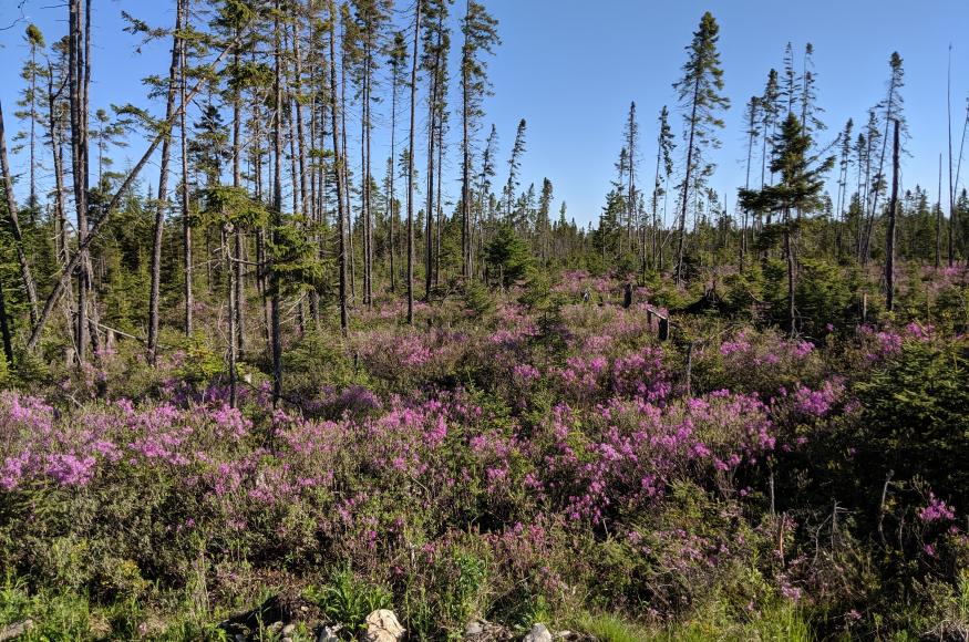 black spruce swamp