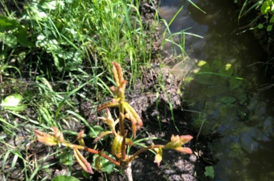 Swamp white oak planted in 2020