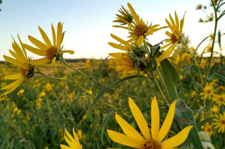 yellow petaled flowers and blue skies