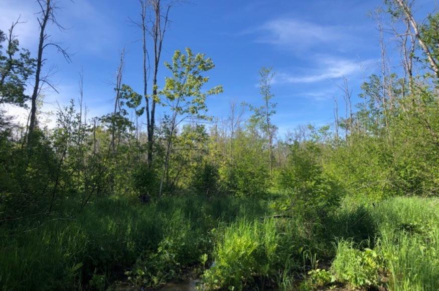 An example planting site location on Sugar Island