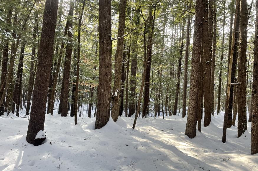 Softwood stand with red spruce and eastern hemlock