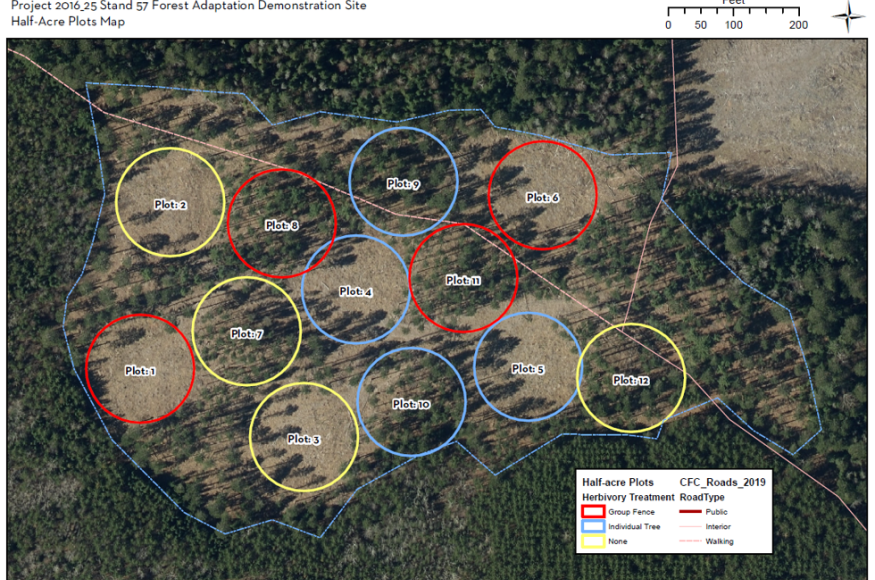 A map of half-acre regeneration plots for Stand 57. 