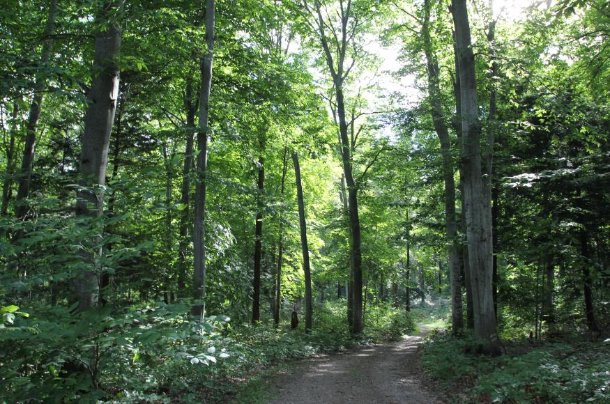 A forest road on the Palmer Woods property. 