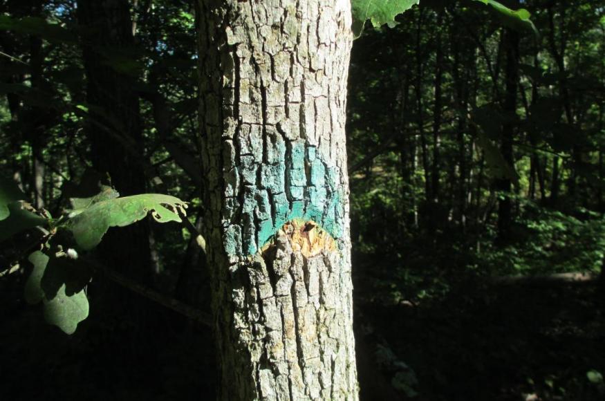 Virgin shortleaf pine site.