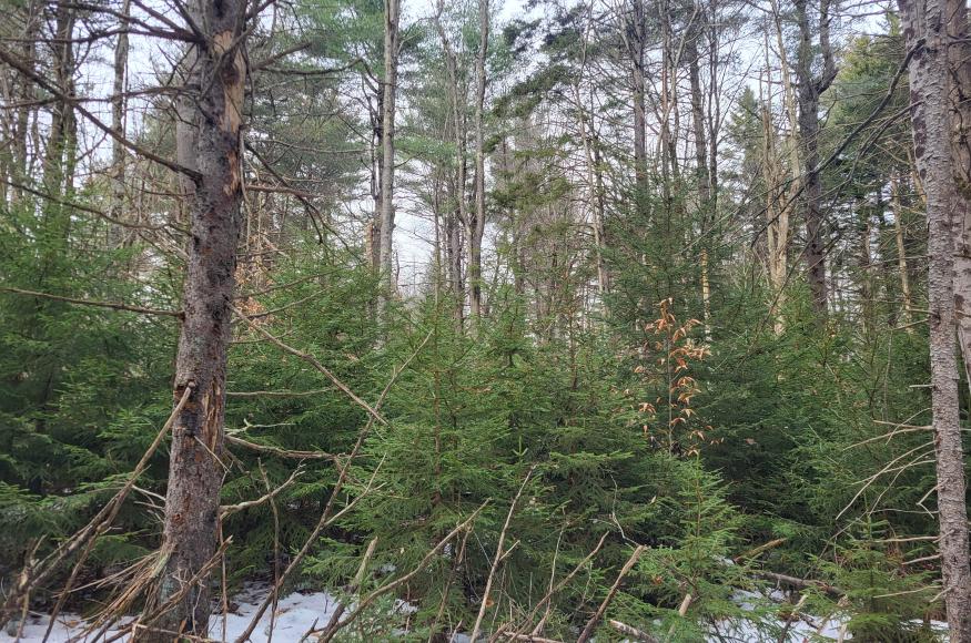 Canopy dominated by white pine which will be harvested to release red spruce advance regeneration.