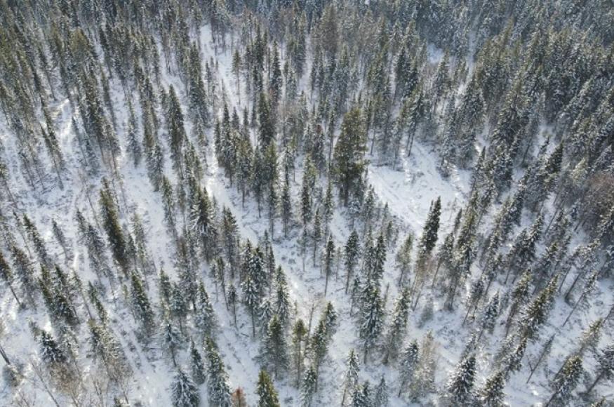 Aerial view of Resilience treatment at JPRF.