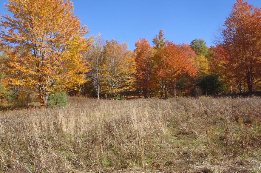 An opening with herbaceous vegetation within the forest.
