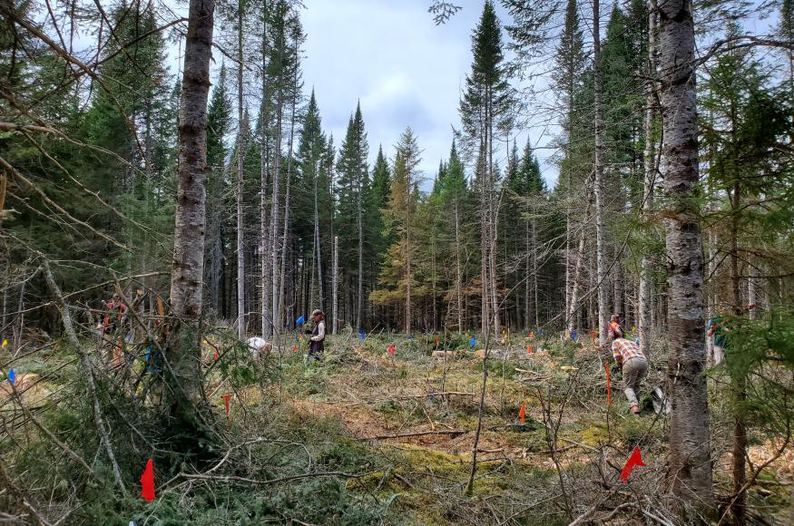 Variable density thinning being planted