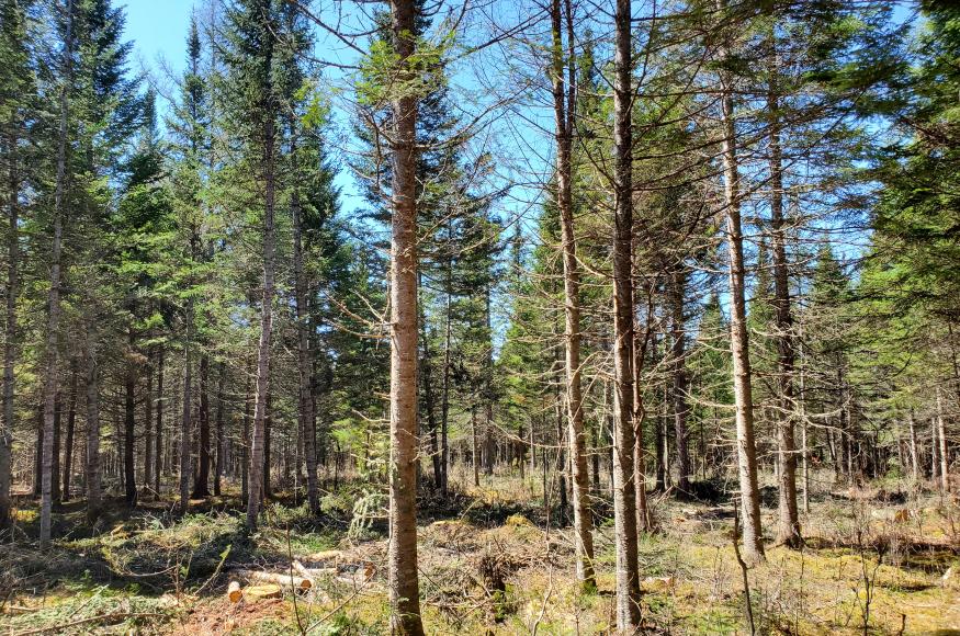 Variable density thinning matrix and skip