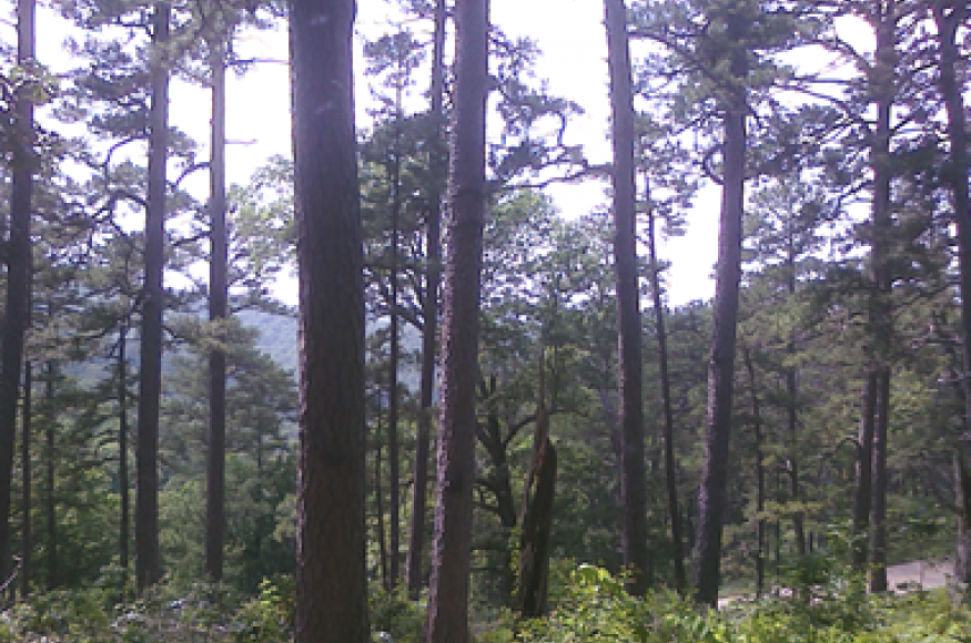 Virgin Pine.png