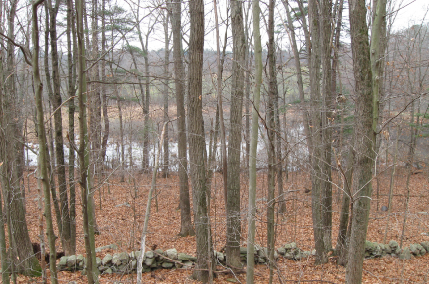 Photograph of forested area within preserve featuring prominent white ash trees