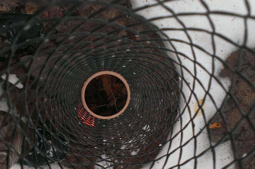An oak seedling protected with a plastic mesh tube on Matt's property. 