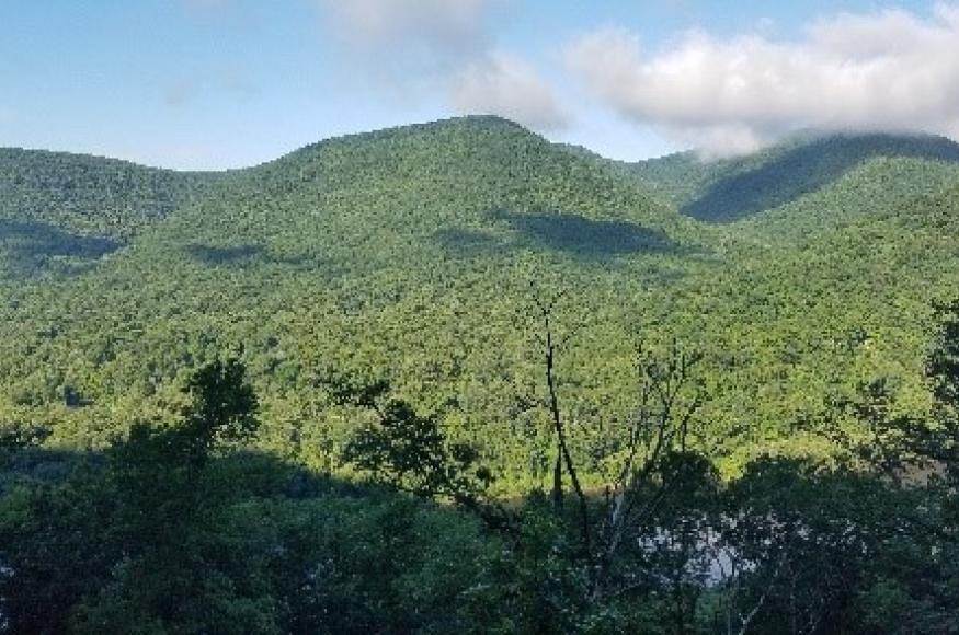Scenic view of forested project area.