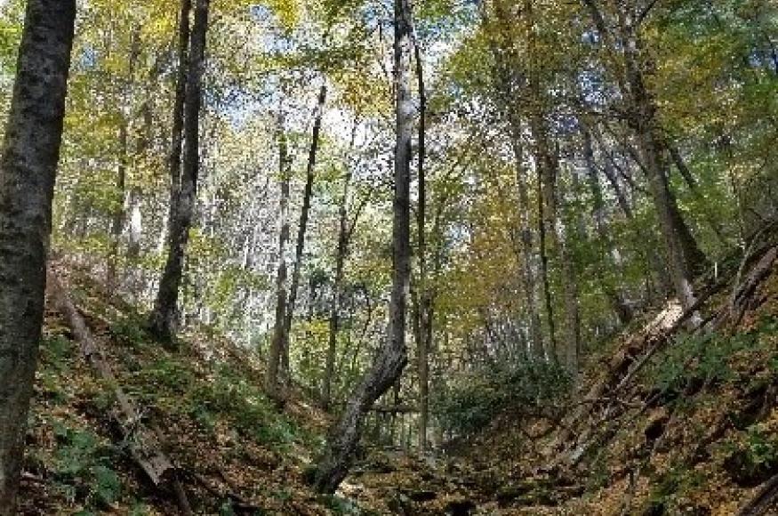 Steep forested area.