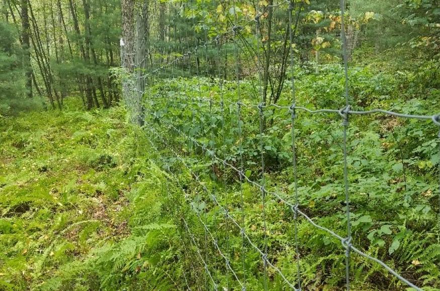 Vegetation inside vs. outside a deer fence.