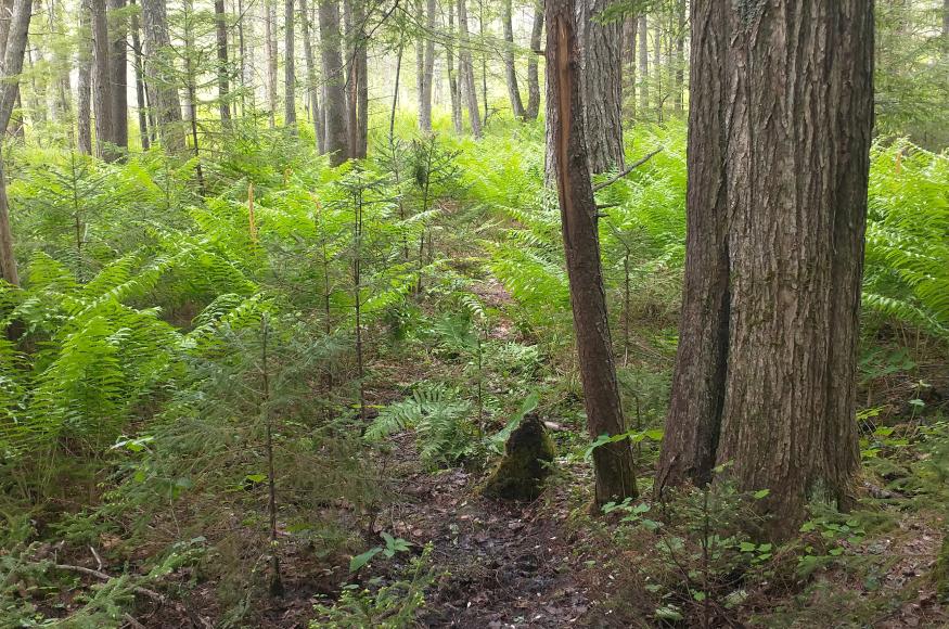 Wildlife trail in a mixed hardwood stand