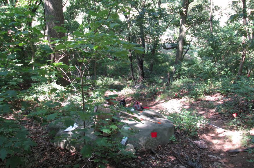 forested site with sugar maple saplings in the understory. One person is sitting down collecting data.