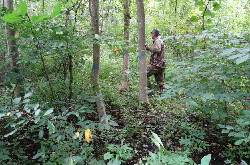 An ash stand with painted trees to indicate different years of treatment for EAB. 