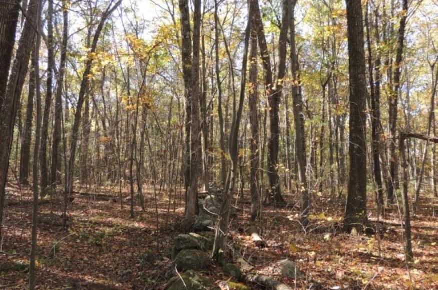 an old stone wall in an oak forest