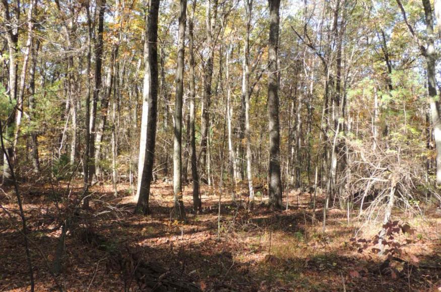 an oak forest