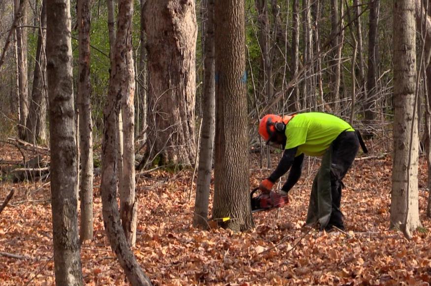 a forester cuts an ash tree in the forest