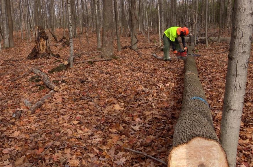 a forester cuts an ash tree in the forest