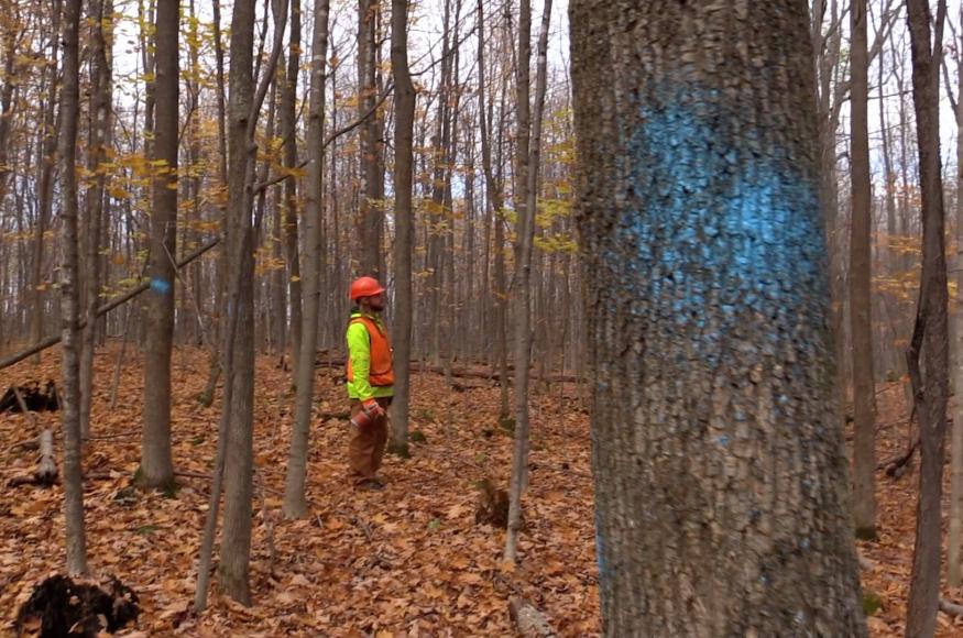 a forester marks trees to be cut in an ash forest