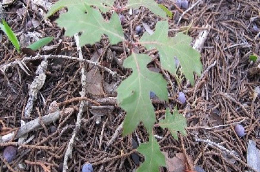 Oak seedling grown in shade 