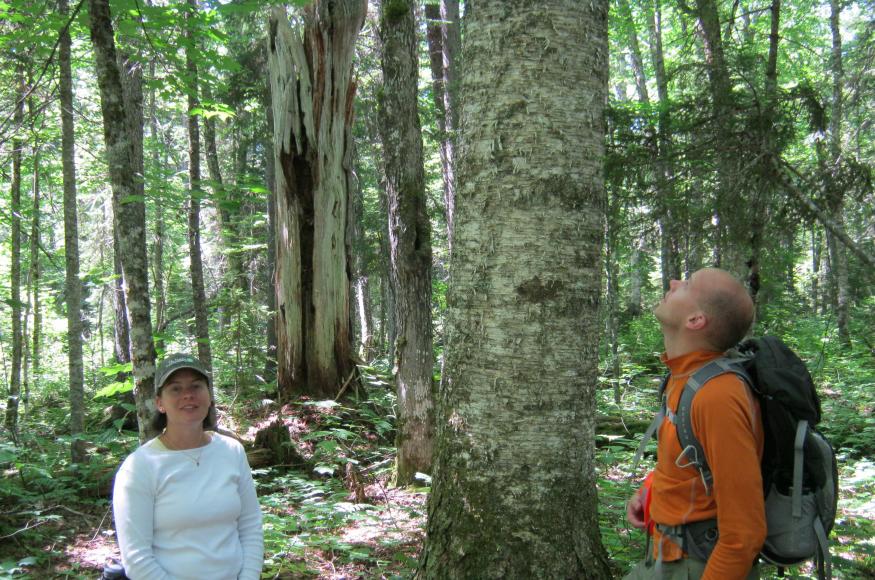 People standing in woods next to large yellow birch.