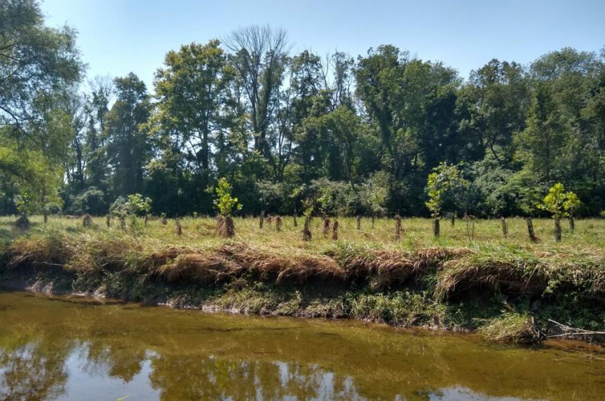 Riparian trees along the river
