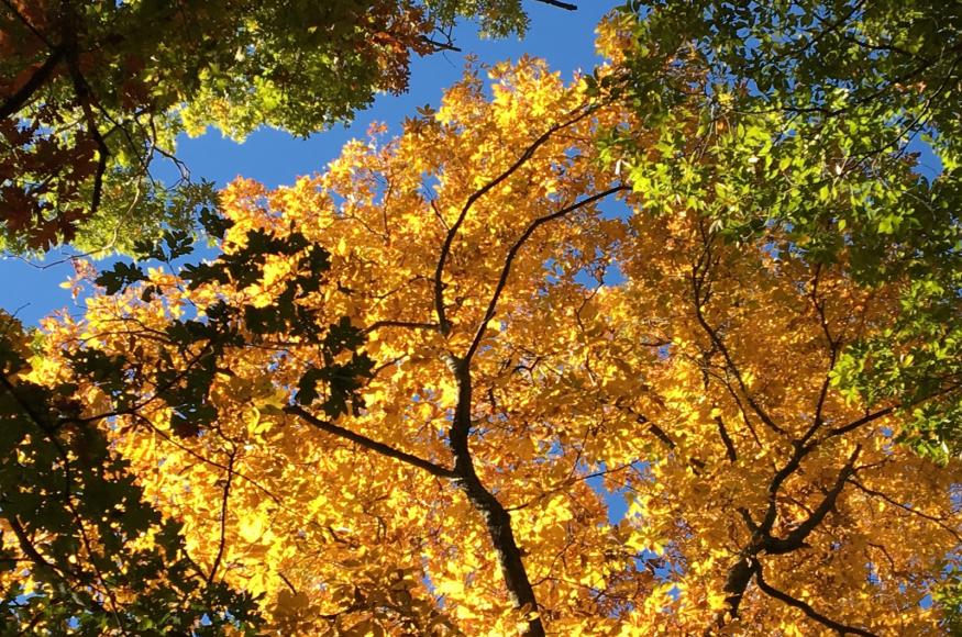 USFS Shawnee National Forest