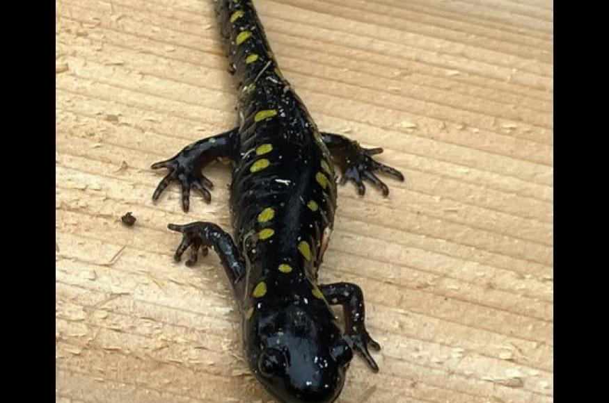 spotted salamander